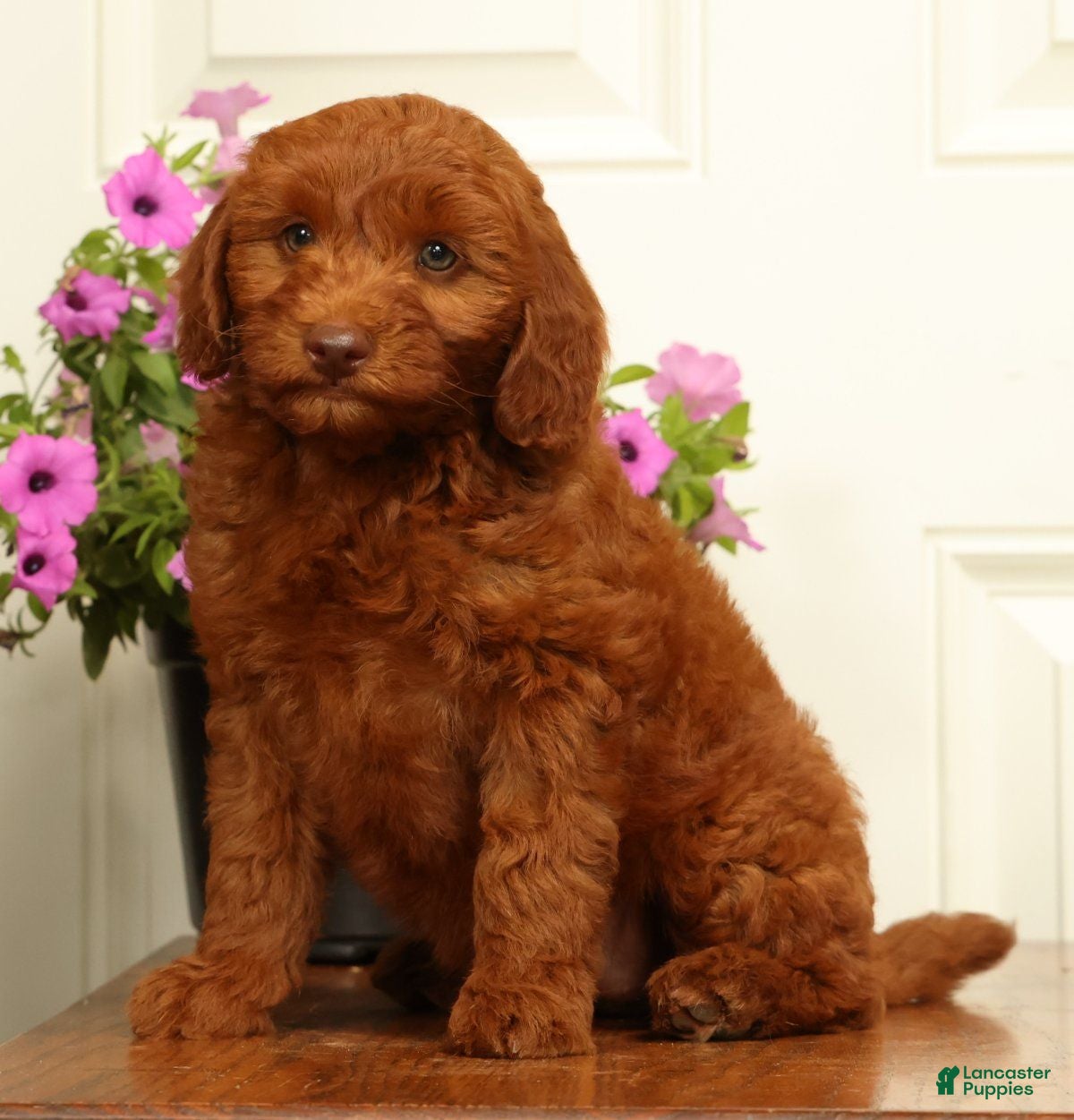 Mini Goldendoodle dogs Holly - Ad 2