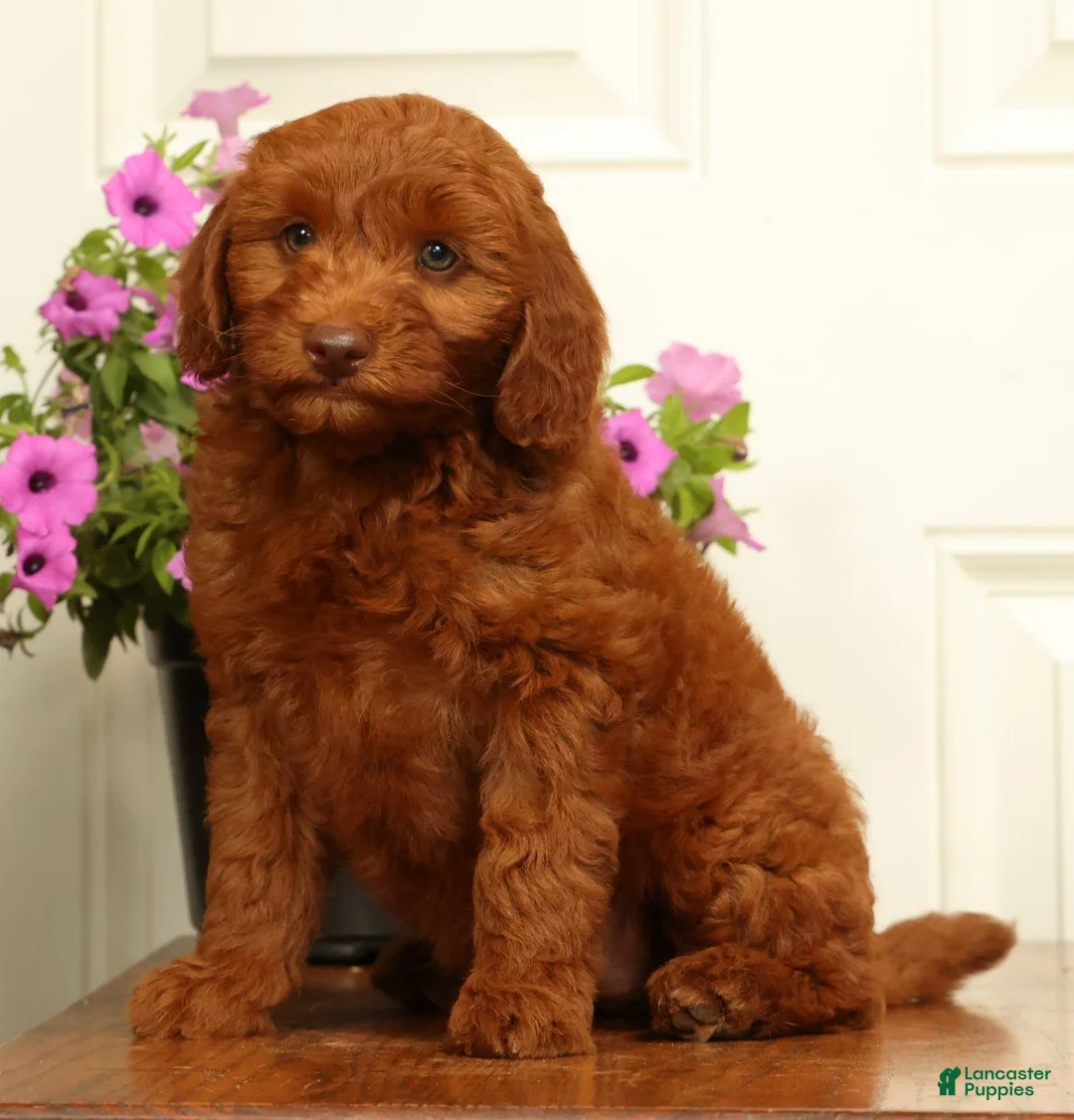 Mini Goldendoodle dogs for sale: Holly - Ad 2