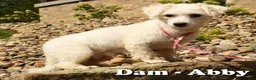 Yochon dogs for sale: Thomas - Ad 10