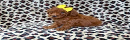 Mini Goldendoodle dogs for sale: Sydney - Ad 5