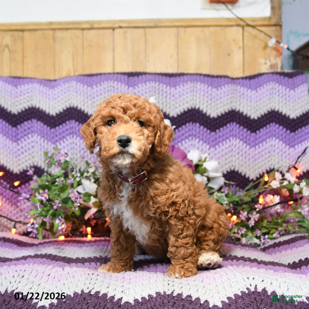 Mini Goldendoodle dogs for sale: Jinda - Ad 2