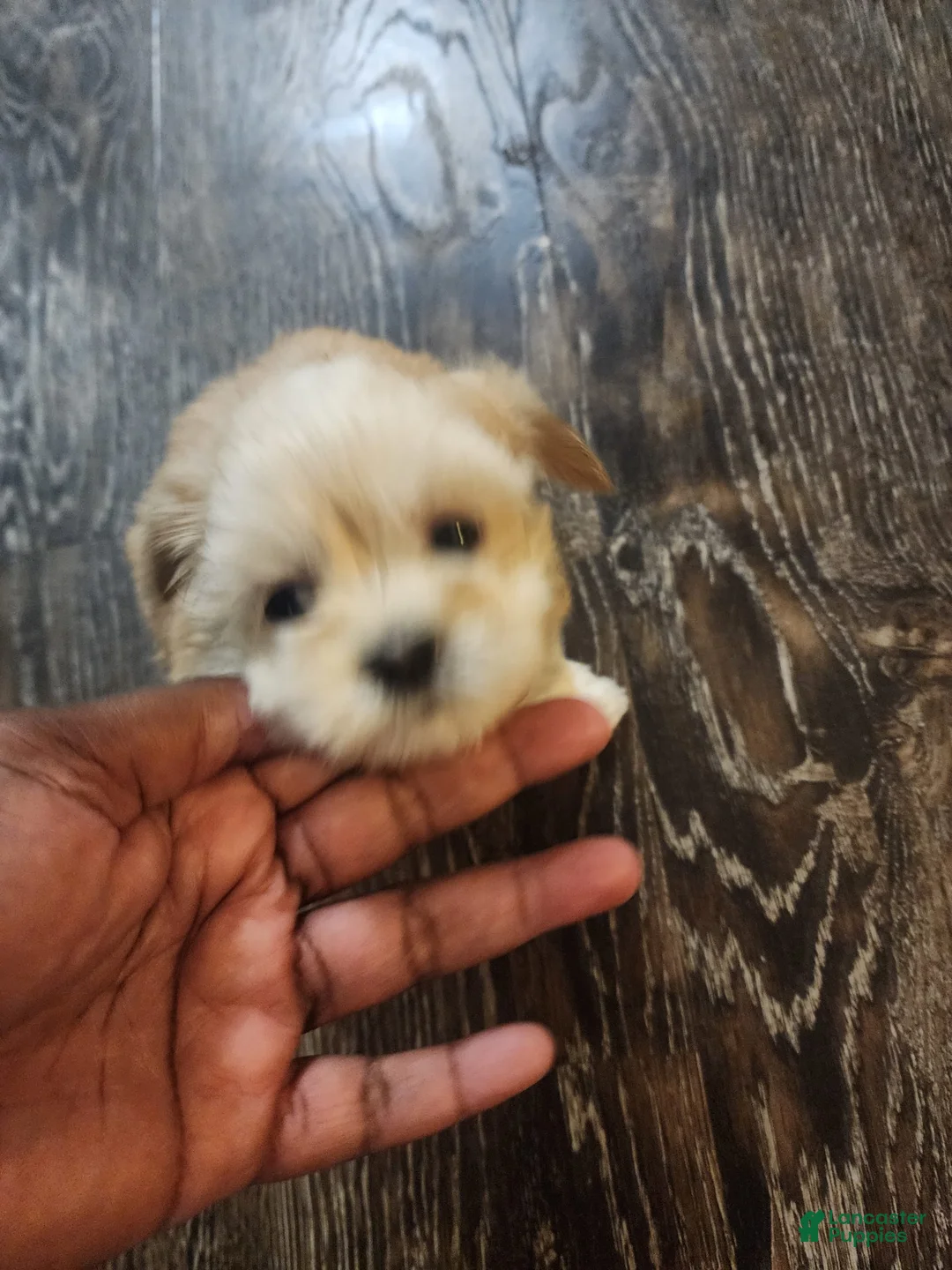 Gallery Image {{count}}