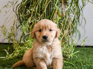 Golden Retriever dogs Millie - Ad 37