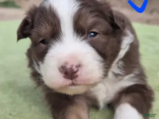 Australian Shepherd dogs Oscar - Ad 17