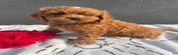Mixed Breed dogs for sale: Raven - Ad 2
