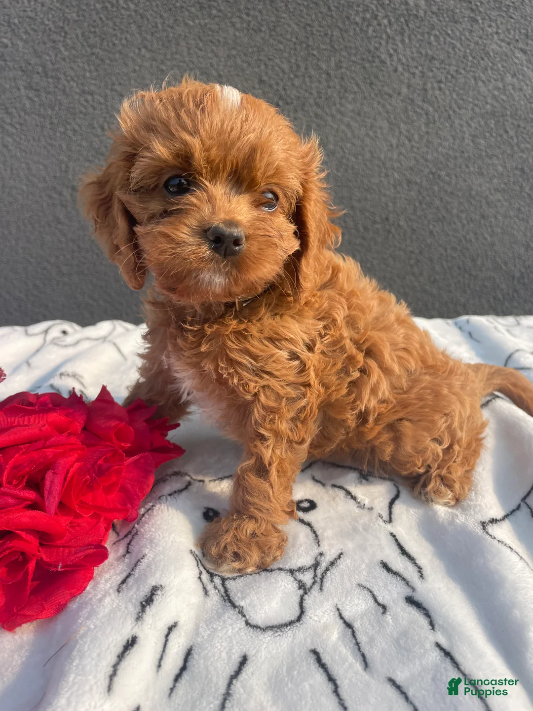 Mixed Breed dogs for sale: Raven - Ad 2