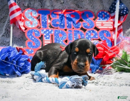 Doberman Pinscher dogs Boy 2 - Ad 2
