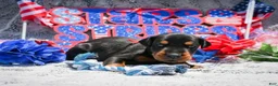 Doberman Pinscher dogs for sale: Boy 2 - Ad 2