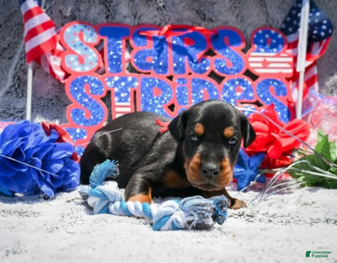 Doberman Pinscher dogs for sale: Boy 2 - Ad 2