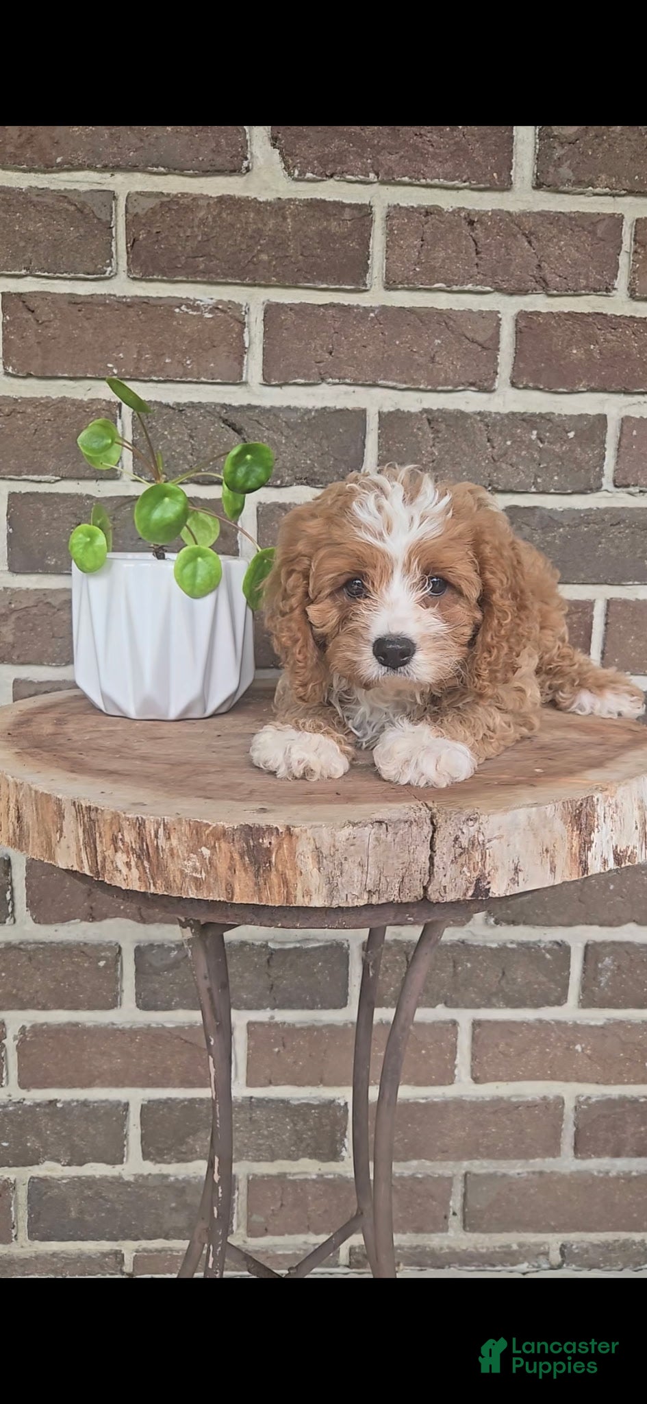 Cavapoo dogs for sale: Tango  - Ad 4