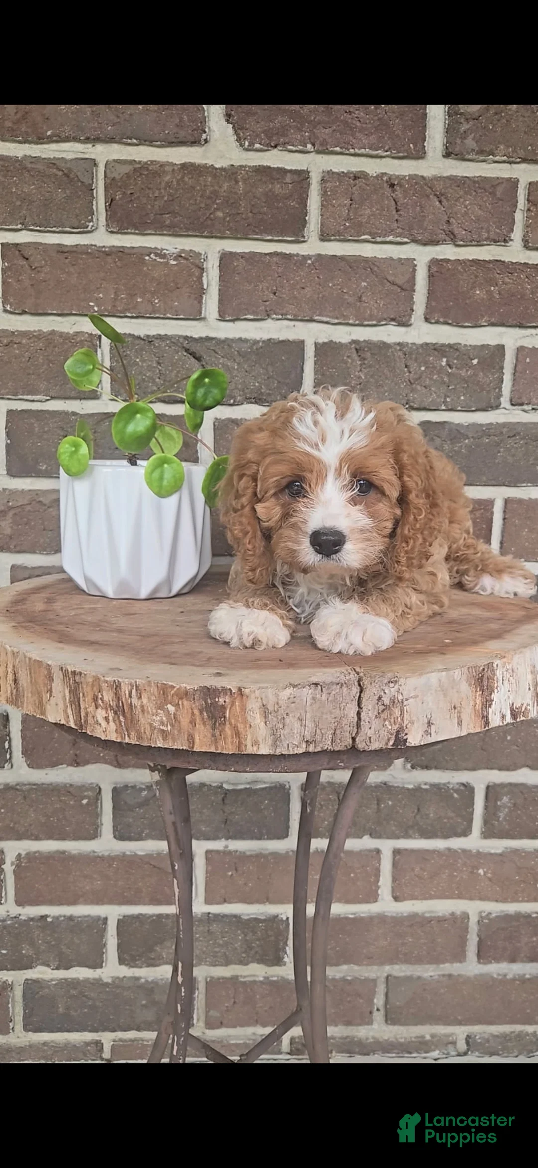 Cavapoo dogs for sale: Tango  - Ad 1