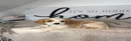 Cavapoo dogs for sale: Phillip  - Ad 4