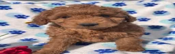 Mini Goldendoodle dogs for sale: Topaz - Ad 2