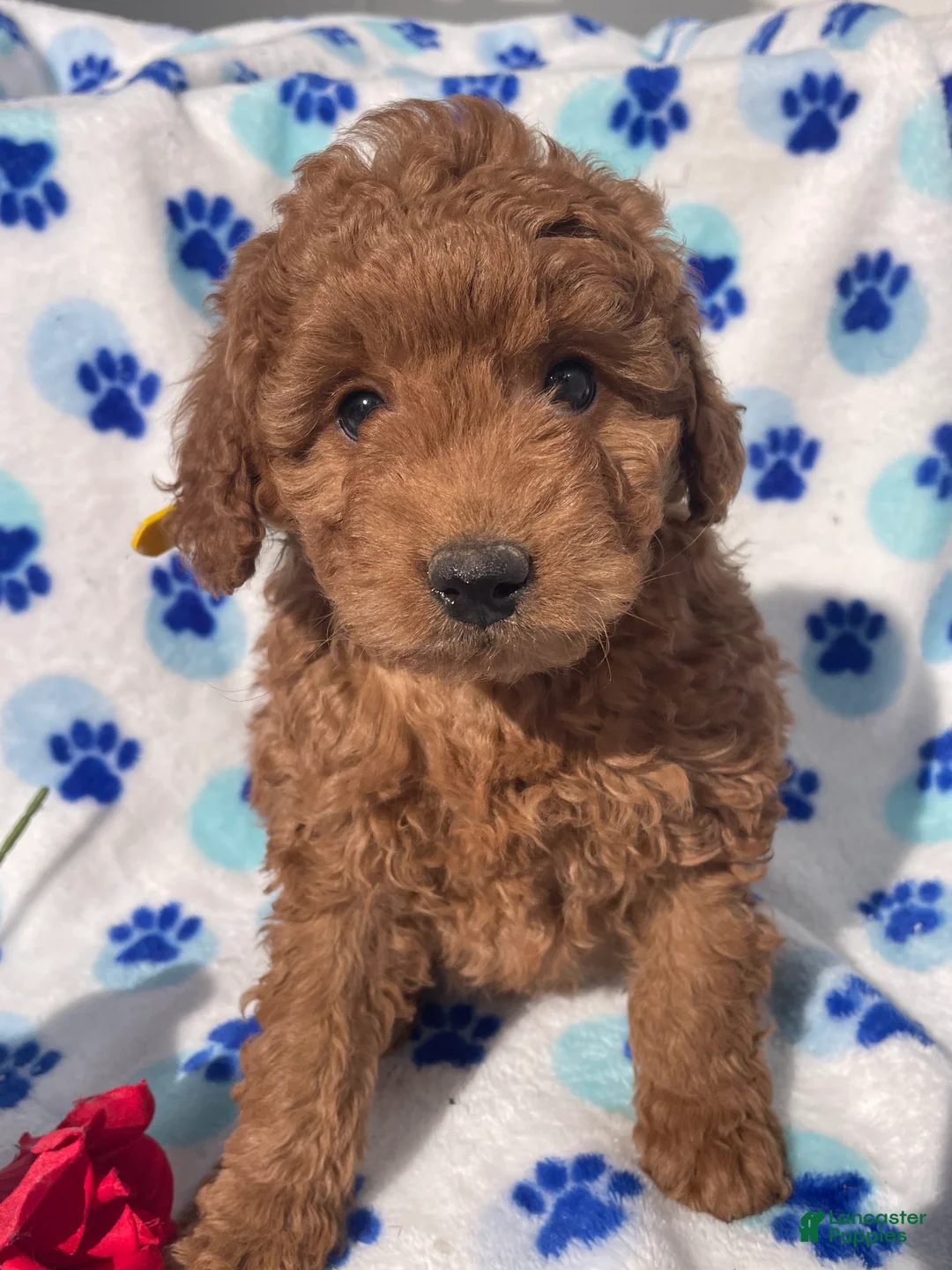 Mini Goldendoodle dogs for sale: Topaz - Ad 2