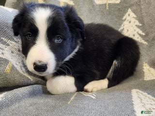 Border Collie dogs Border Collie - Rex - Ad 28
