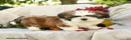 Shih Tzu dogs for sale: Rachael - Ad 5