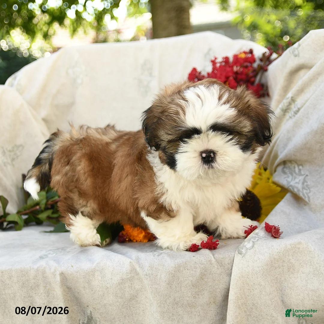 Shih Tzu dogs for sale: Rachael - Ad 5