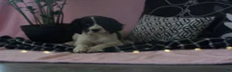 English Springer Spaniel dogs for sale: Beth - Ad 1