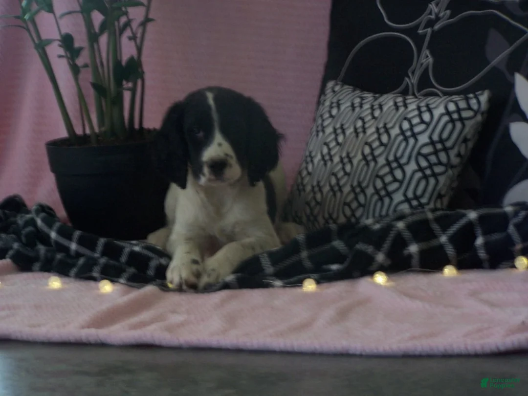 English Springer Spaniel dogs for sale: Beth - Ad 1
