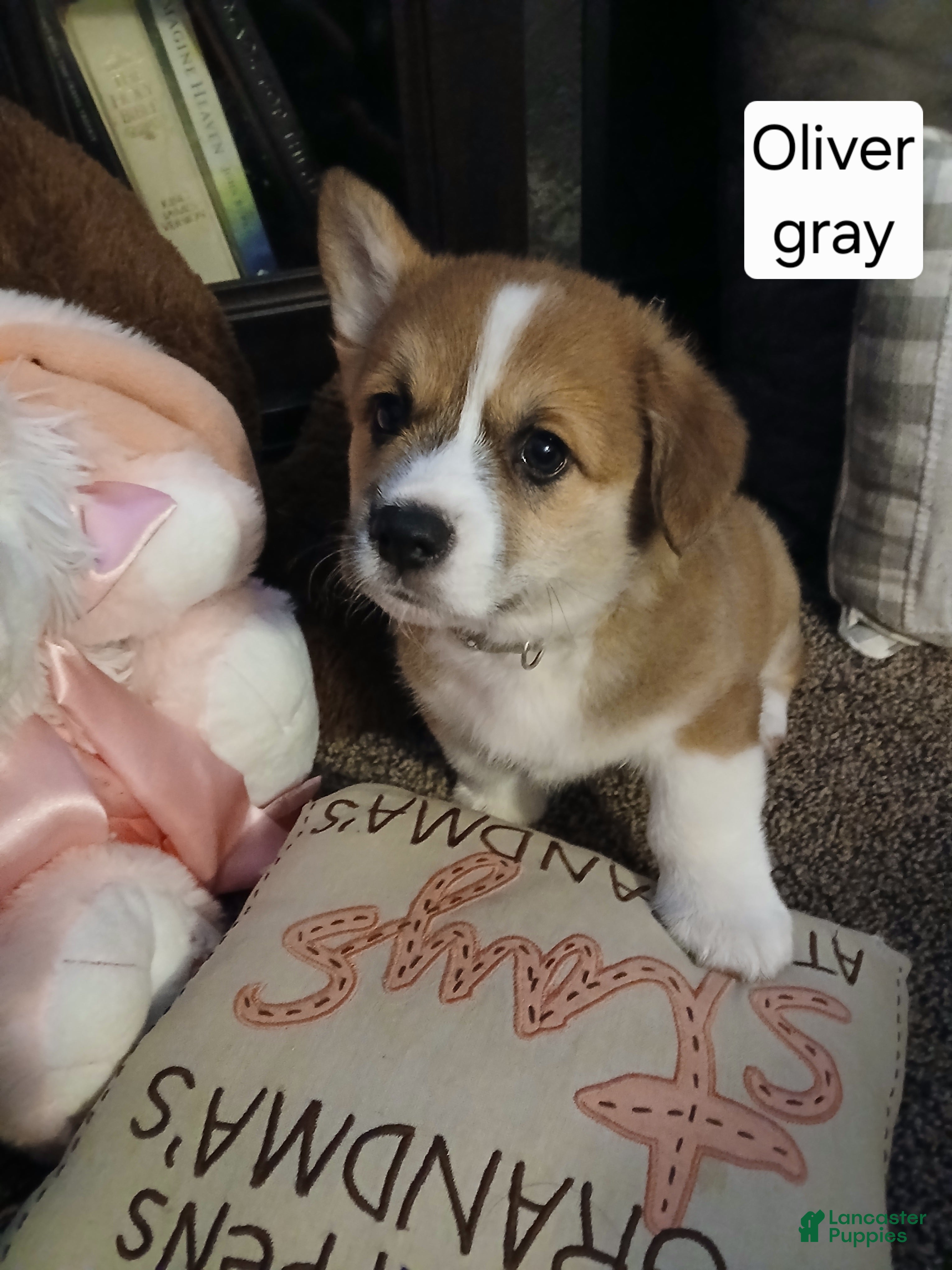 Welsh Corgi Pembroke dogs OLIVER  - Ad 2