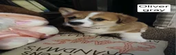 Welsh Corgi Pembroke dogs for sale: OLIVER  - Ad 2