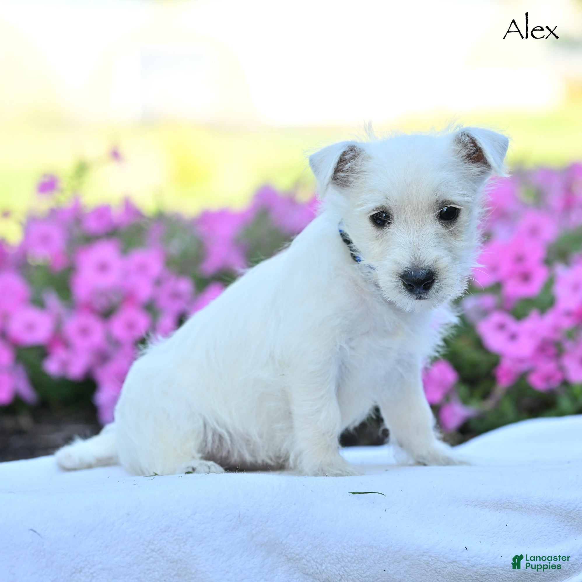 West Highland Terrier dogs Alex - Ad 1