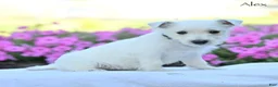 West Highland Terrier dogs for sale: Alex - Ad 1
