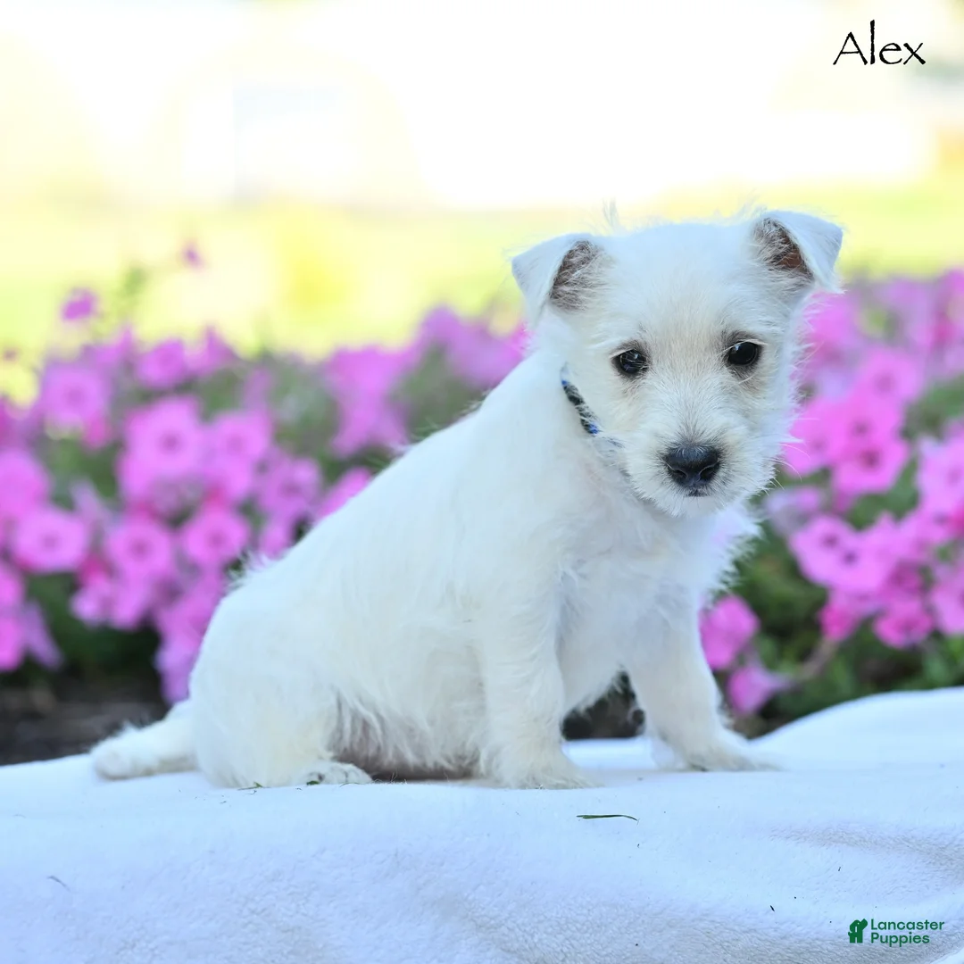 West Highland Terrier dogs for sale: Alex - Ad 1