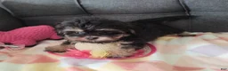 Yorkiepoo dogs for sale: Violet - Ad 4