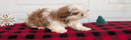Shih Tzu dogs for sale: Mac - Ad 6