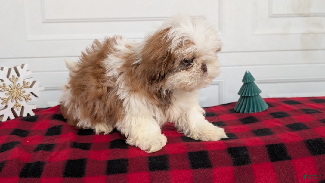 Shih Tzu dogs for sale: Mac - Ad 6