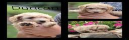 Cockapoo dogs for sale: Sasha - Ad 4