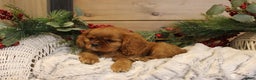 Cavalier King Charles Spaniel dogs for sale: Preston - Ad 4