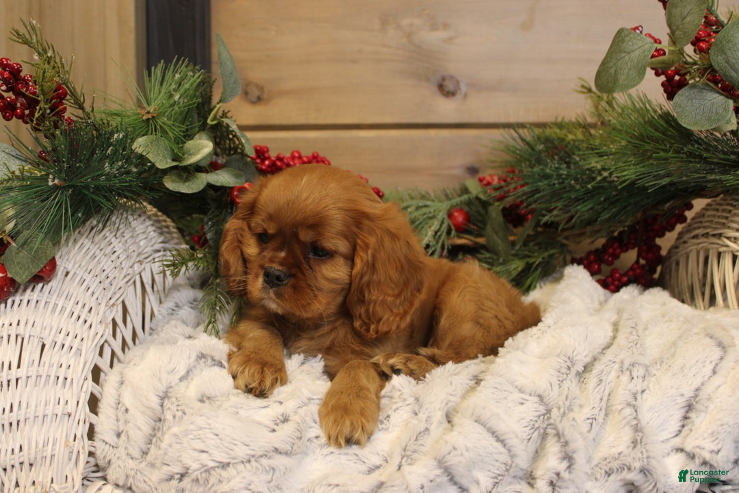 Cavalier King Charles Spaniel dogs for sale: Preston - Ad 4