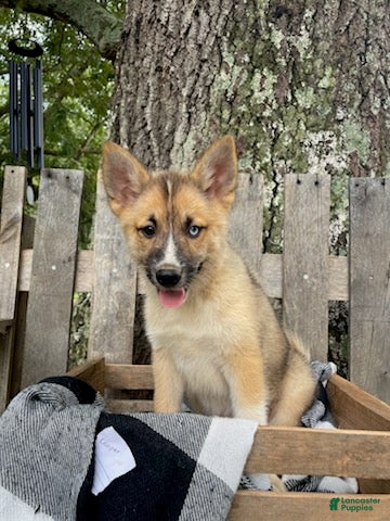 Pomsky dogs Cooper - Ad 1