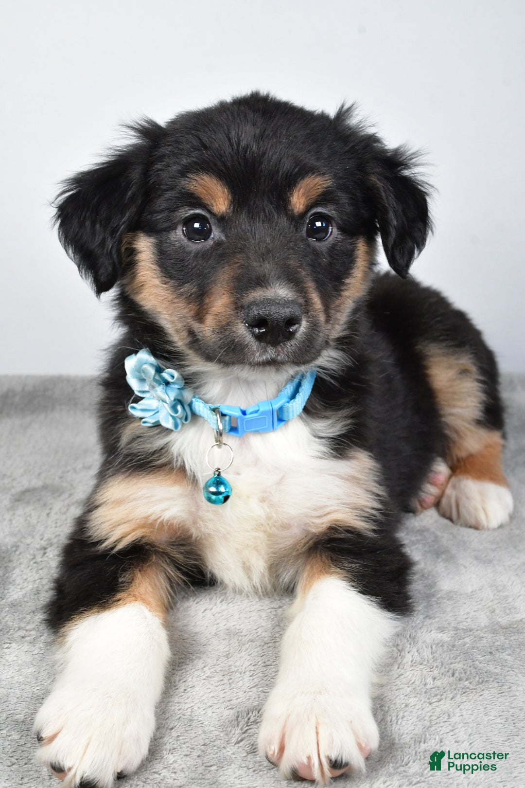 Miniature Australian Shepherd dogs for sale: Ocean - Ad 9