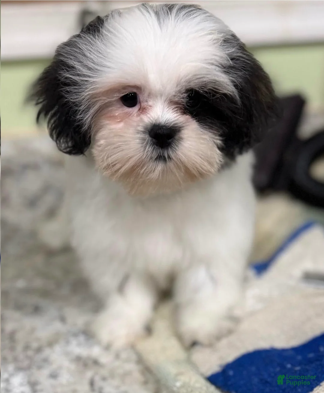 Shih Tzu dogs for sale: Tisha  - Ad 2
