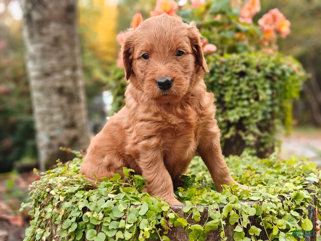 Goldendoodle dogs for sale: Latte - Ad 2
