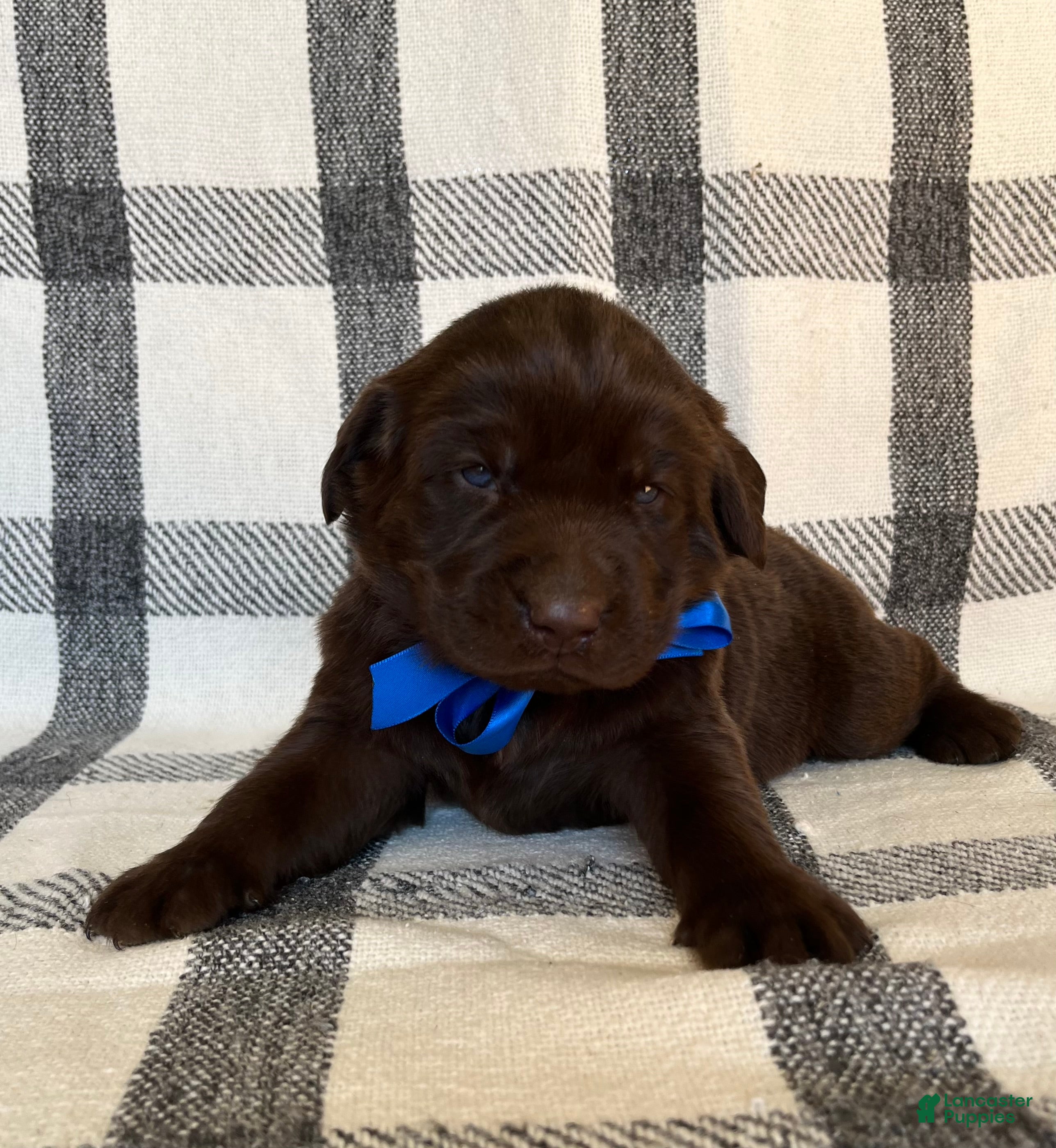 Labrador Retriever dogs for sale: Cooper - Ad 2