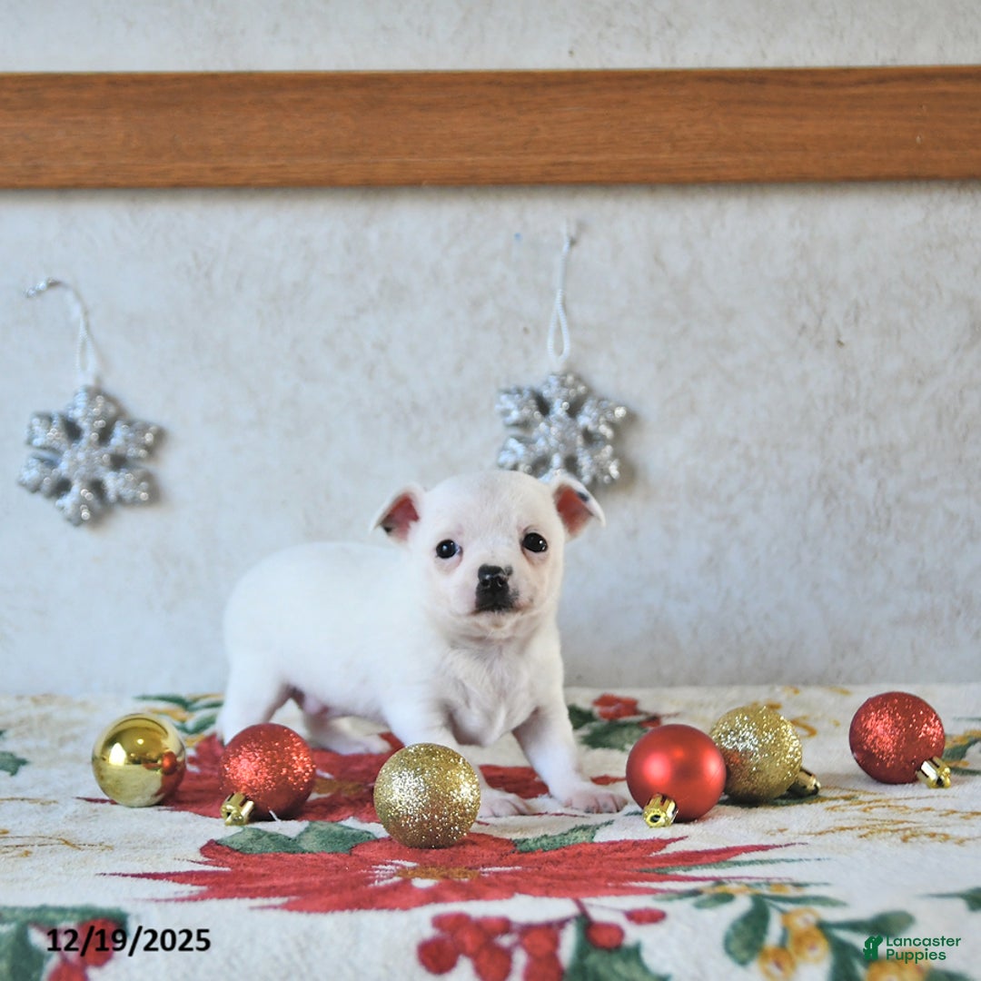 Chihuahua dogs for sale: Fairy - Ad 4