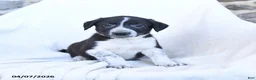 Border Collie dogs for sale: Freckles - Ad 3