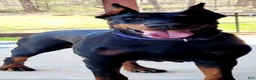 Doberman Pinscher dogs for sale:  Sofia - Ad 5
