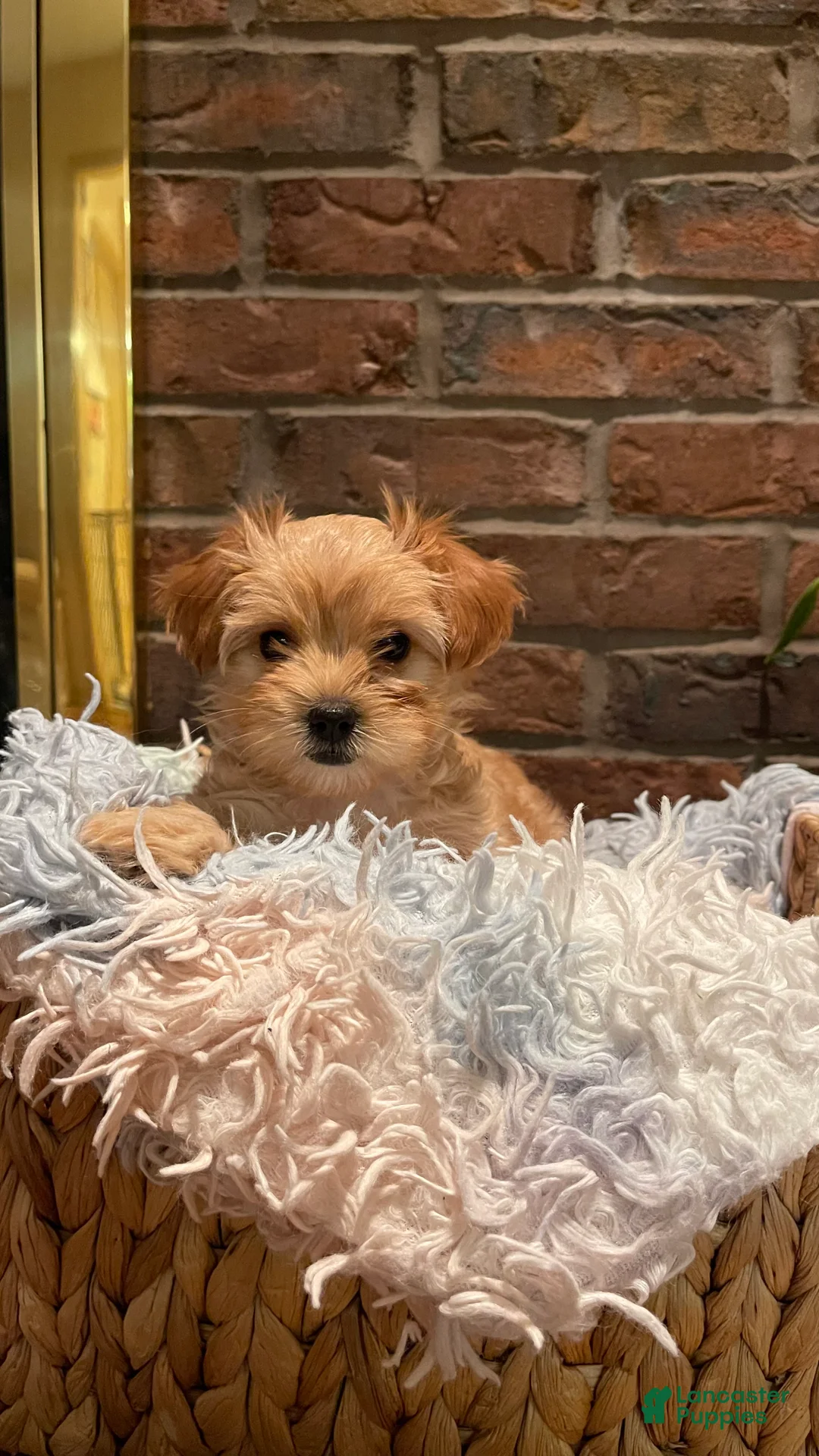 Maltipoo dogs for sale: Maltipoo Puppy 1 - Ad 6