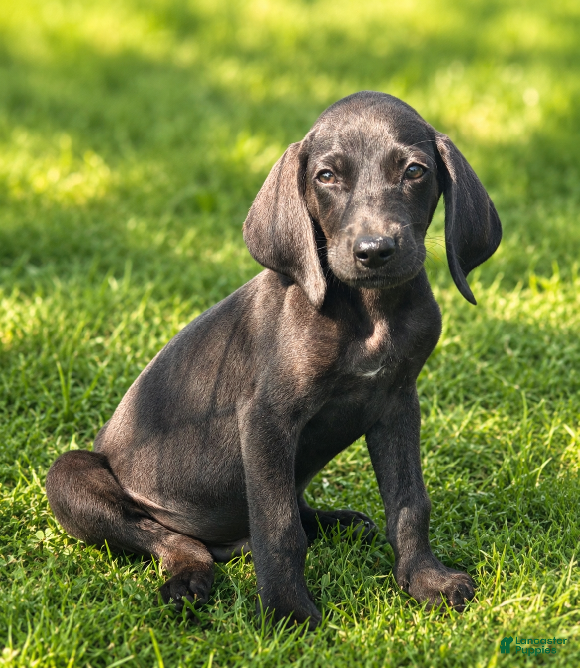 Mixed Breed dogs Jethro $125 - Ad 41