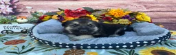 German Shepherd dogs for sale: Onyx - Ad 8