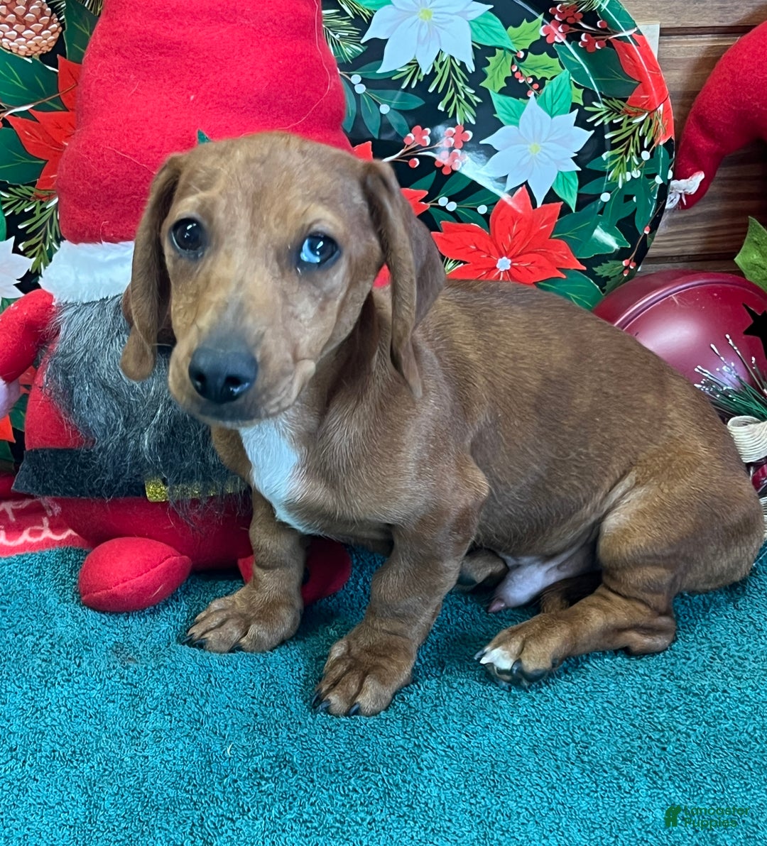 Dachshund dogs for sale: Rusty - Ad 3