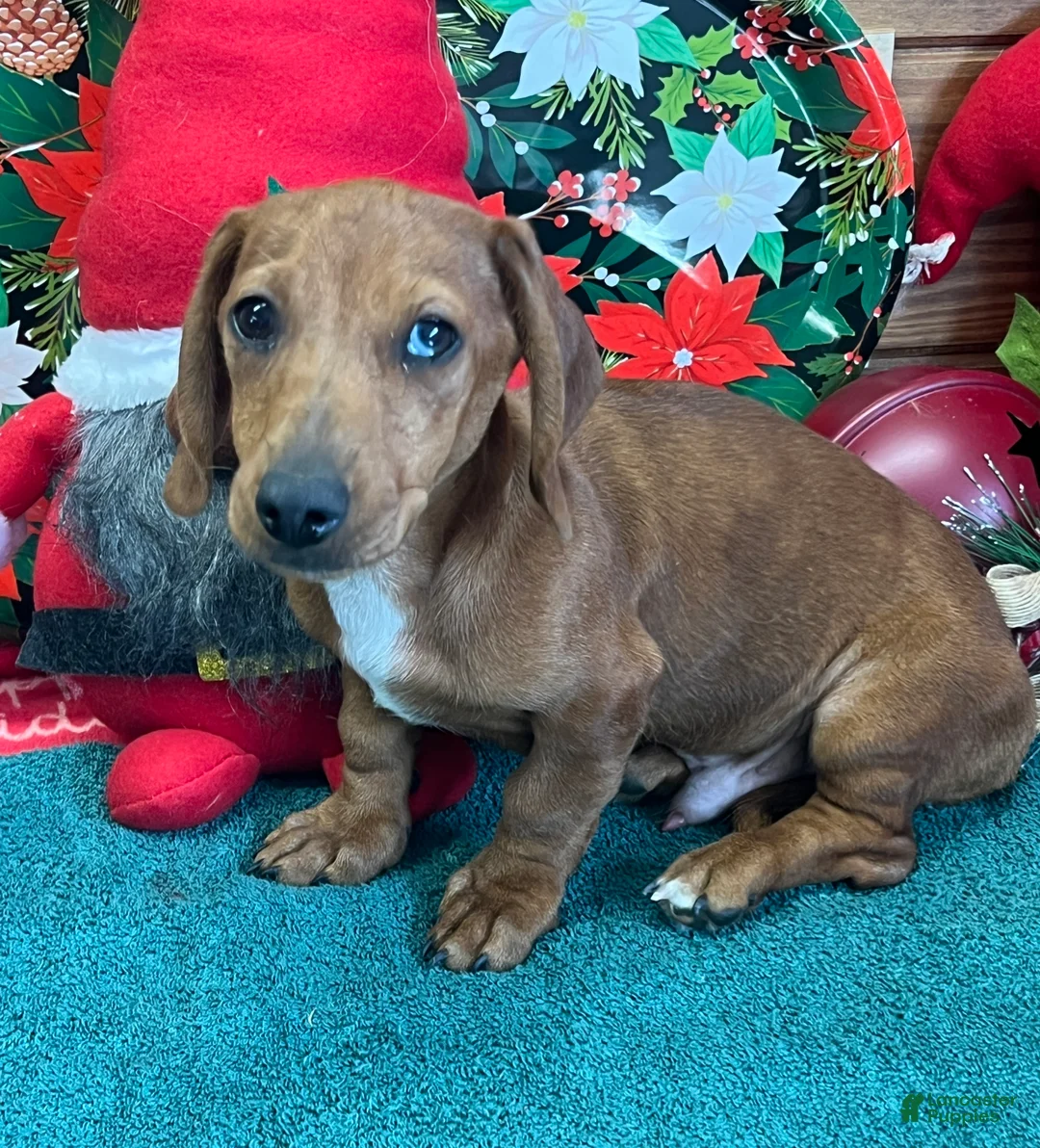 Dachshund dogs for sale: Rusty - Ad 3