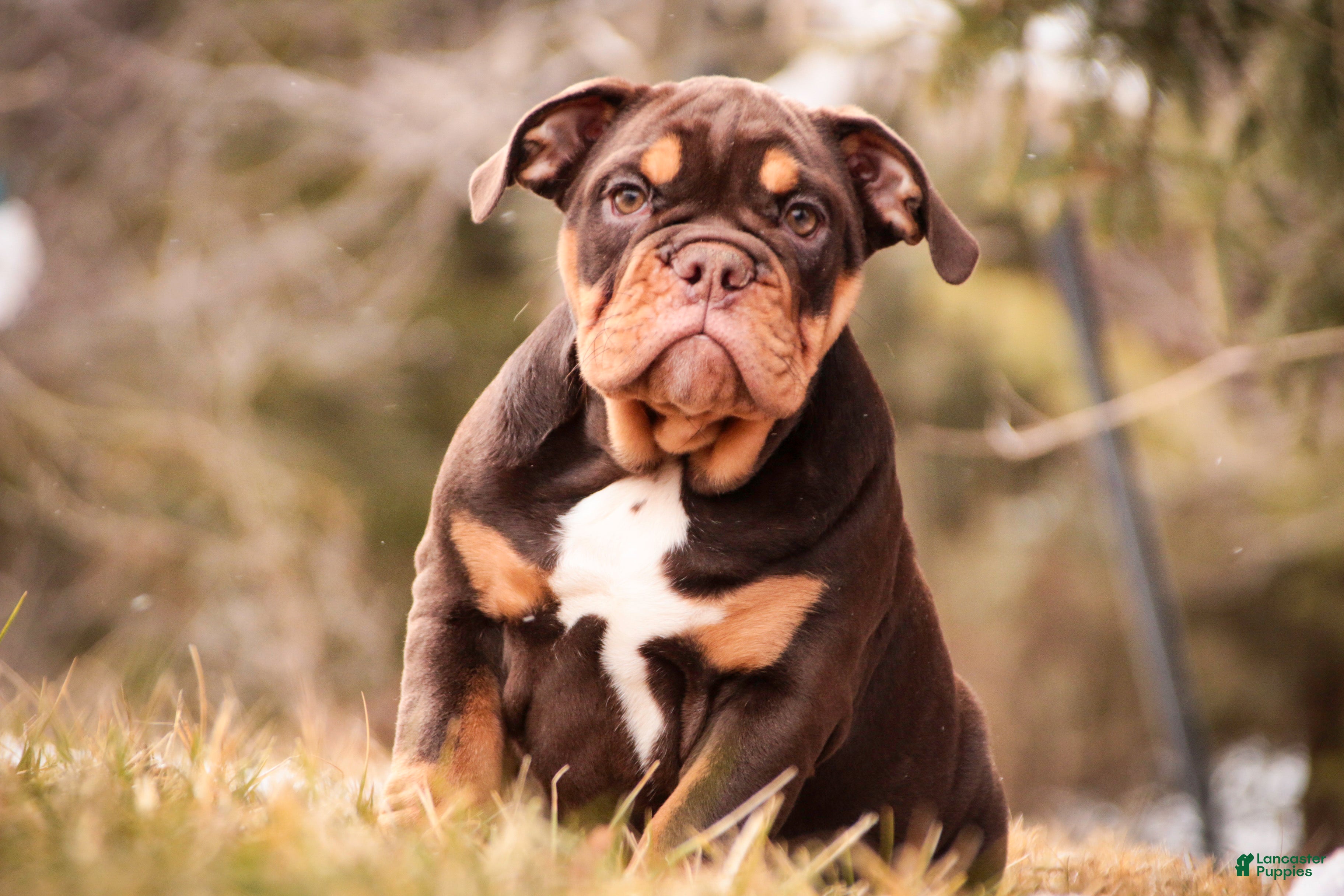 English Bulldog dogs Glamour - Ad 1