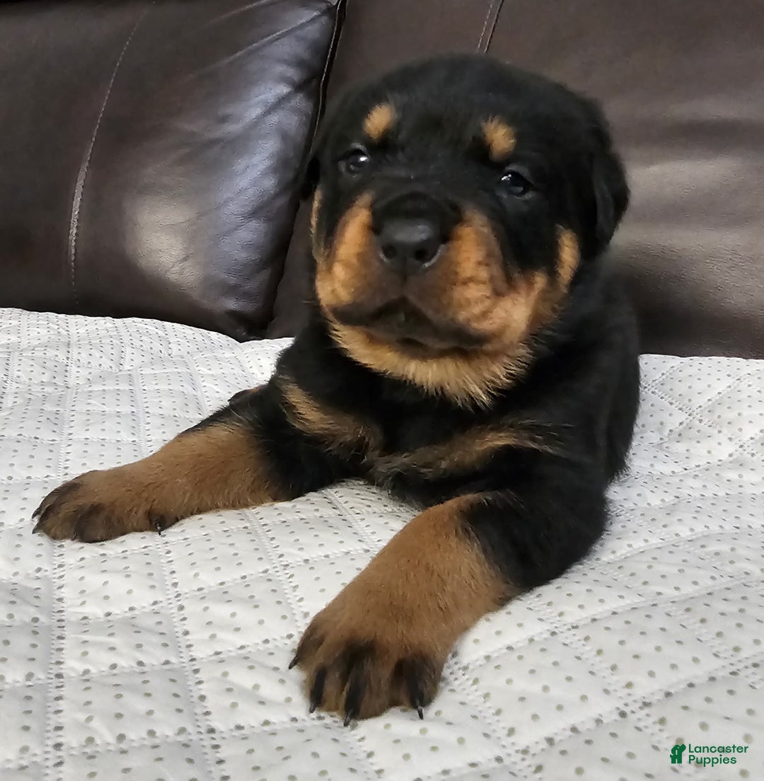 Rottweiler dogs for sale: Rottweiler Puppy 3 Green Male - Ad 2