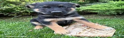 German Shepherd dogs for sale: Darcy - Ad 3